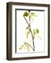 Wild Blackcurrant in Flower, April, Angus, Scotland, UK-Niall Benvie-Framed Photographic Print