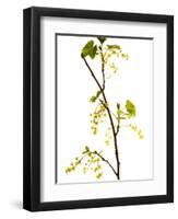 Wild Blackcurrant in Flower, April, Angus, Scotland, UK-Niall Benvie-Framed Photographic Print