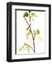 Wild Blackcurrant in Flower, April, Angus, Scotland, UK-Niall Benvie-Framed Photographic Print