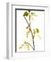 Wild Blackcurrant in Flower, April, Angus, Scotland, UK-Niall Benvie-Framed Photographic Print