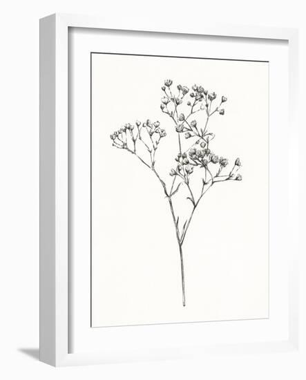 Wild Bloom Sketch I-Annie Warren-Framed Art Print