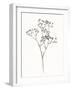 Wild Bloom Sketch I-Annie Warren-Framed Art Print