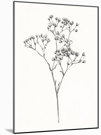 Wild Bloom Sketch I-Annie Warren-Mounted Art Print