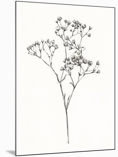 Wild Bloom Sketch I-Annie Warren-Mounted Art Print