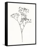 Wild Bloom Sketch I-Annie Warren-Framed Stretched Canvas