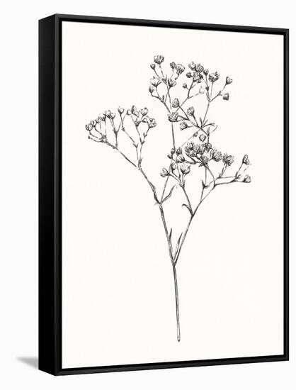 Wild Bloom Sketch I-Annie Warren-Framed Stretched Canvas