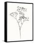 Wild Bloom Sketch I-Annie Warren-Framed Stretched Canvas