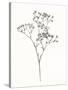 Wild Bloom Sketch I-Annie Warren-Stretched Canvas