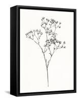 Wild Bloom Sketch I-Annie Warren-Framed Stretched Canvas