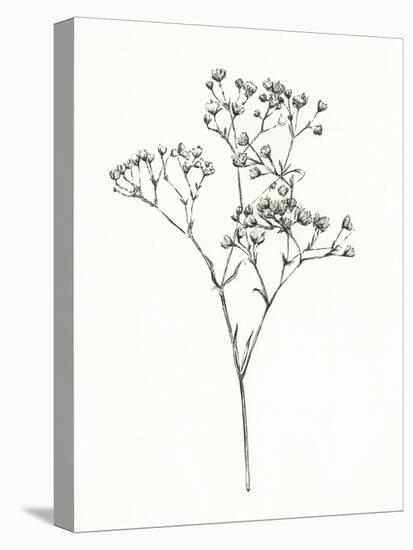 Wild Bloom Sketch I-Annie Warren-Stretched Canvas