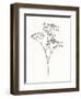 Wild Bloom Sketch I-Annie Warren-Framed Art Print