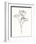 Wild Bloom Sketch I-Annie Warren-Framed Art Print