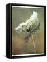 Wild Bloom-Karen Williams-Framed Stretched Canvas