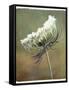 Wild Bloom-Karen Williams-Framed Stretched Canvas