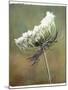 Wild Bloom-Karen Williams-Mounted Photographic Print