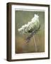 Wild Bloom-Karen Williams-Framed Photographic Print