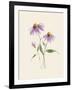 Wild Blooms I-Katrina Pete-Framed Art Print