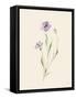 Wild Blooms II-Katrina Pete-Framed Stretched Canvas