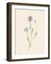 Wild Blooms II-Katrina Pete-Framed Art Print