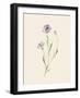 Wild Blooms II-Katrina Pete-Framed Art Print