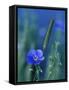 Wild Blue Flax (Linus Perenne Lewisii), Grand Teton National Park, Wyoming-James Hager-Framed Stretched Canvas