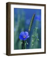 Wild Blue Flax (Linus Perenne Lewisii), Grand Teton National Park, Wyoming-James Hager-Framed Photographic Print