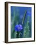 Wild Blue Flax (Linus Perenne Lewisii), Grand Teton National Park, Wyoming-James Hager-Framed Photographic Print