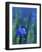 Wild Blue Flax (Linus Perenne Lewisii), Grand Teton National Park, Wyoming-James Hager-Framed Photographic Print