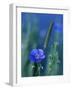 Wild Blue Flax (Linus Perenne Lewisii), Grand Teton National Park, Wyoming-James Hager-Framed Photographic Print