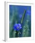 Wild Blue Flax (Linus Perenne Lewisii), Grand Teton National Park, Wyoming-James Hager-Framed Photographic Print