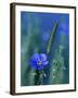 Wild Blue Flax (Linus Perenne Lewisii), Grand Teton National Park, Wyoming-James Hager-Framed Photographic Print