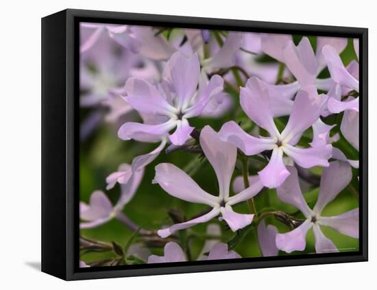 Wild Blue Phlox, Great Smoky Mountains National Park, Tennessee, USA-Adam Jones-Framed Stretched Canvas