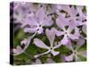 Wild Blue Phlox, Great Smoky Mountains National Park, Tennessee, USA-Adam Jones-Stretched Canvas