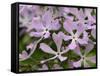 Wild Blue Phlox, Great Smoky Mountains National Park, Tennessee, USA-Adam Jones-Framed Stretched Canvas