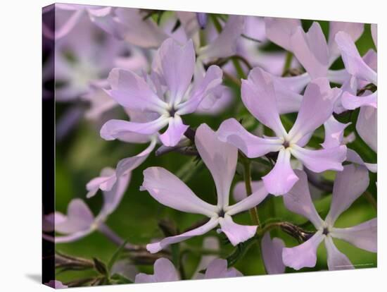 Wild Blue Phlox, Great Smoky Mountains National Park, Tennessee, USA-Adam Jones-Stretched Canvas