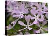Wild Blue Phlox, Great Smoky Mountains National Park, Tennessee, USA-Adam Jones-Stretched Canvas