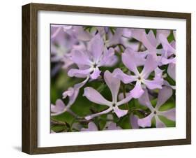 Wild Blue Phlox, Great Smoky Mountains National Park, Tennessee, USA-Adam Jones-Framed Photographic Print