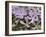 Wild Blue Phlox, Great Smoky Mountains National Park, Tennessee, USA-Adam Jones-Framed Photographic Print