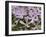 Wild Blue Phlox, Great Smoky Mountains National Park, Tennessee, USA-Adam Jones-Framed Photographic Print