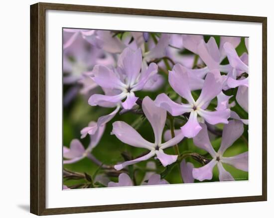 Wild Blue Phlox, Great Smoky Mountains National Park, Tennessee, USA-Adam Jones-Framed Photographic Print