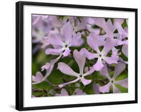 Wild Blue Phlox, Great Smoky Mountains National Park, Tennessee, USA-Adam Jones-Framed Photographic Print