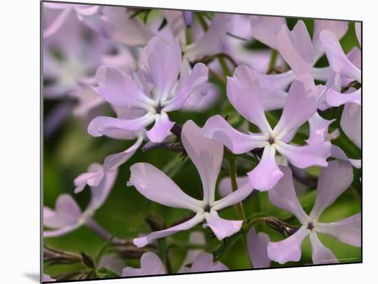 Wild Blue Phlox, Great Smoky Mountains National Park, Tennessee, USA-Adam Jones-Mounted Photographic Print