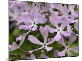 Wild Blue Phlox, Great Smoky Mountains National Park, Tennessee, USA-Adam Jones-Mounted Photographic Print