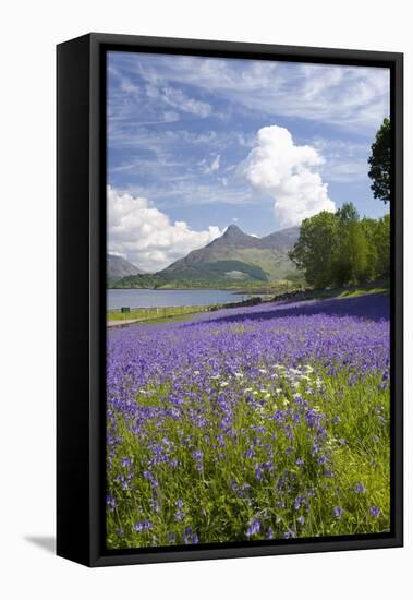 Wild Bluebells (Hyacinthoides Non-Scripta) Beside Loch Leven-Ruth Tomlinson-Framed Stretched Canvas