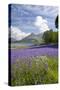 Wild Bluebells (Hyacinthoides Non-Scripta) Beside Loch Leven-Ruth Tomlinson-Stretched Canvas