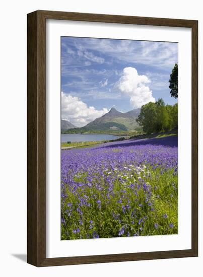 Wild Bluebells (Hyacinthoides Non-Scripta) Beside Loch Leven-Ruth Tomlinson-Framed Photographic Print