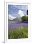 Wild Bluebells (Hyacinthoides Non-Scripta) Beside Loch Leven-Ruth Tomlinson-Framed Photographic Print