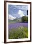 Wild Bluebells (Hyacinthoides Non-Scripta) Beside Loch Leven-Ruth Tomlinson-Framed Photographic Print