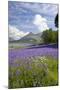 Wild Bluebells (Hyacinthoides Non-Scripta) Beside Loch Leven-Ruth Tomlinson-Mounted Photographic Print
