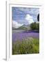 Wild Bluebells (Hyacinthoides Non-Scripta) Beside Loch Leven-Ruth Tomlinson-Framed Photographic Print